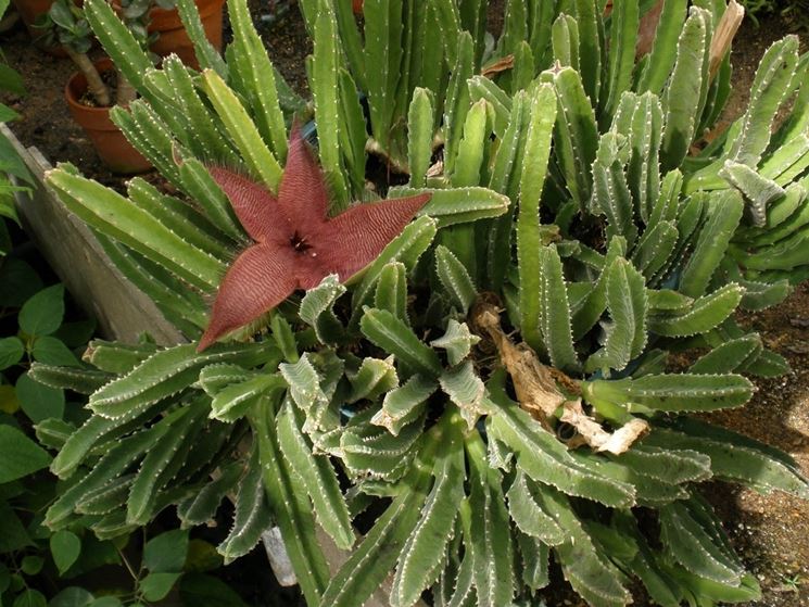 stapelia grandiflora