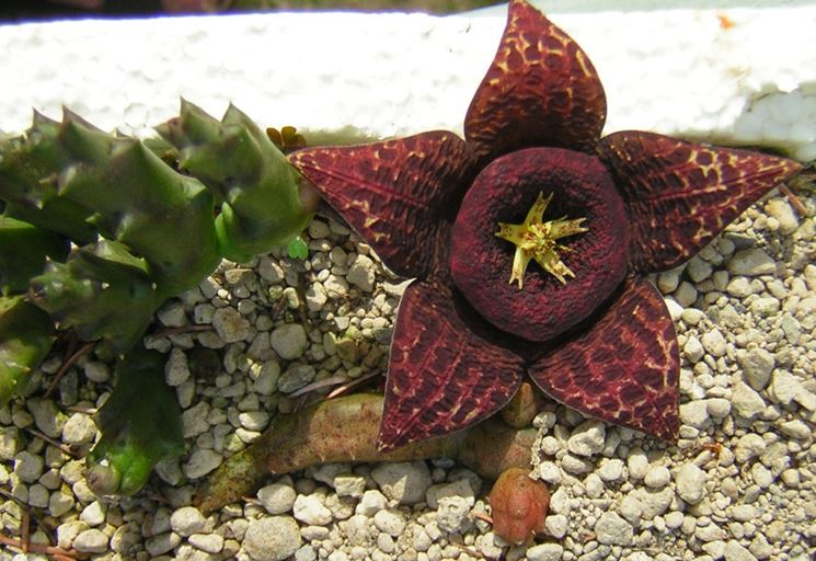 Stapelia