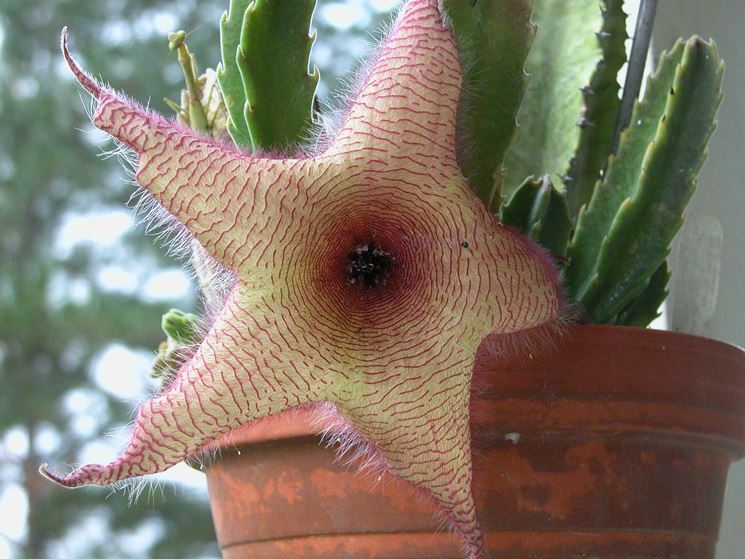 stapelia