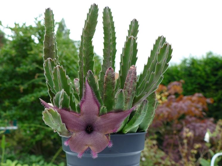 vaso stapelia