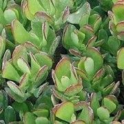 Crassula