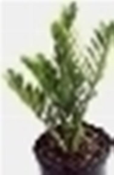 zamia