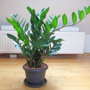 Zamioculcas