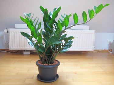 Zamioculcas