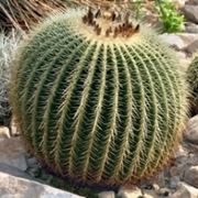 echinocactus