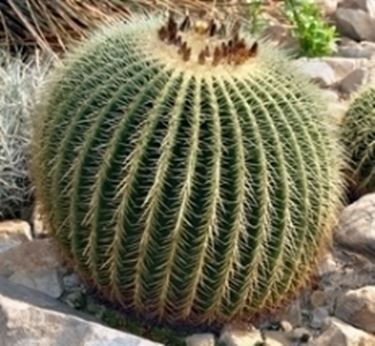 echinocactus