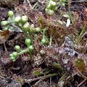 Drosera