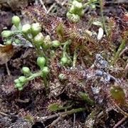 Drosera