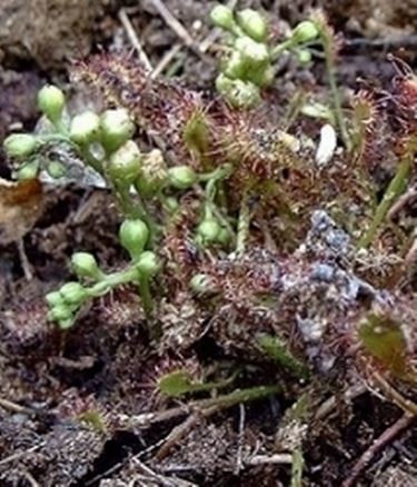 Drosera