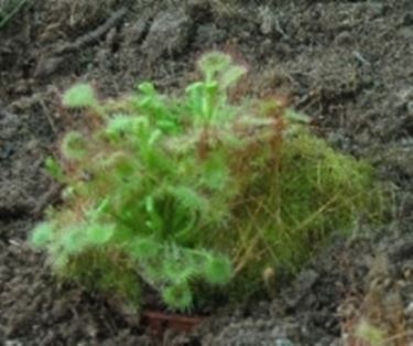 Drosera