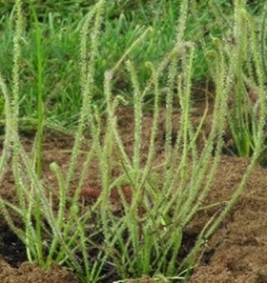 Drosera