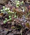 Drosera