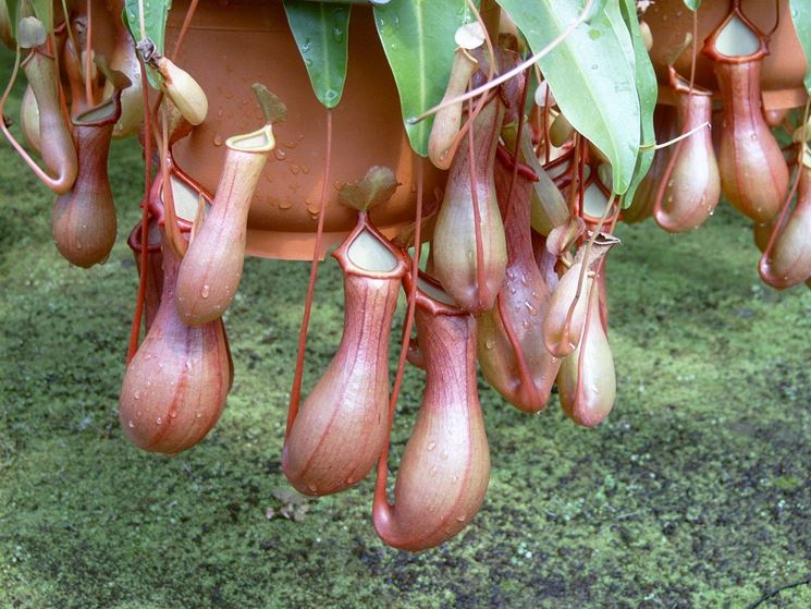 Nepenthes