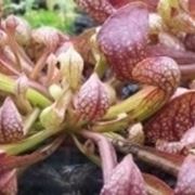 Sarracenia