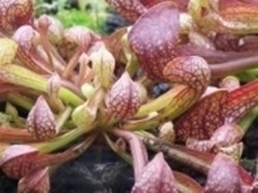 Sarracenia