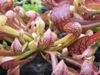 Sarracenia