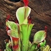 sarracenia