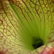 sarracenia psittacina