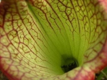 sarracenia psittacina