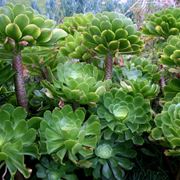 Aeonium undulatum