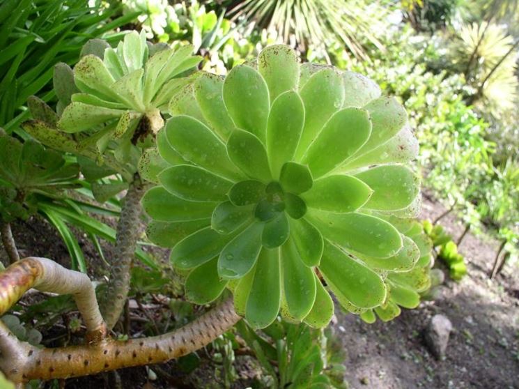 Aeonium pianta