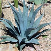 agave americana