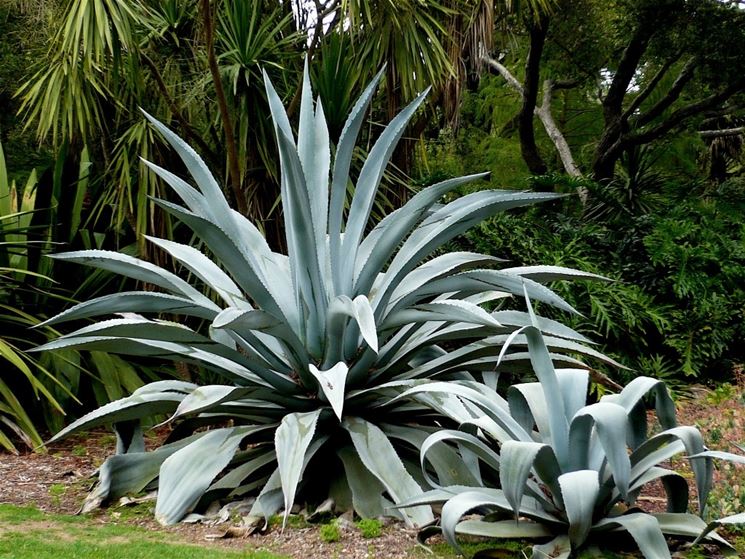 Piante agave