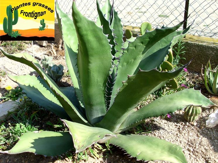 agave ferox