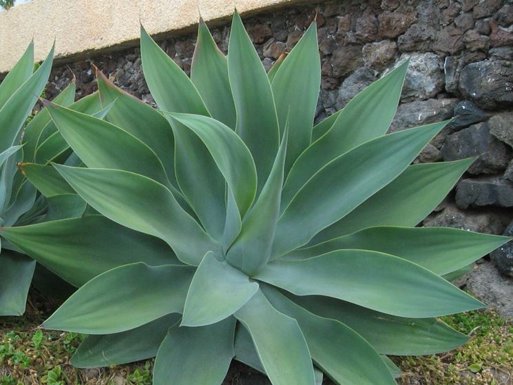 Agave attenuata