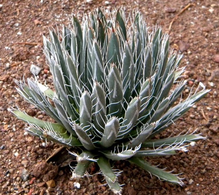 Agave parviflora