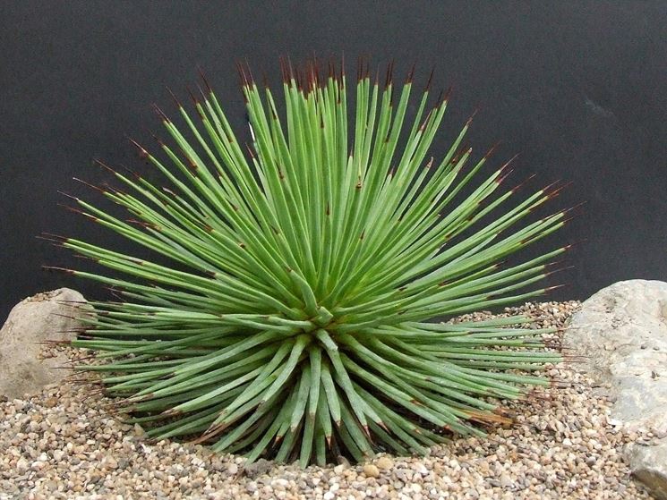 Agave echinoides