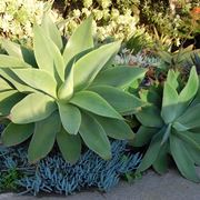 agave attenuata piante