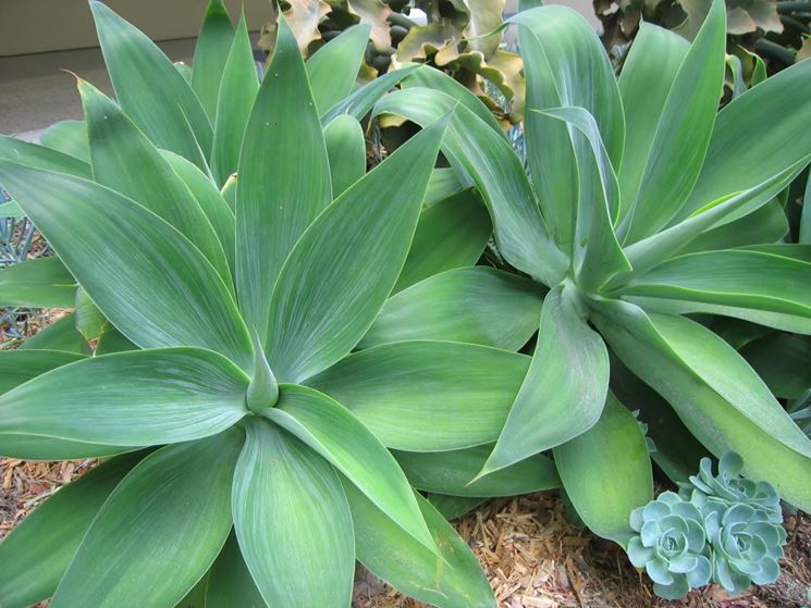 coltivare agave attenuata