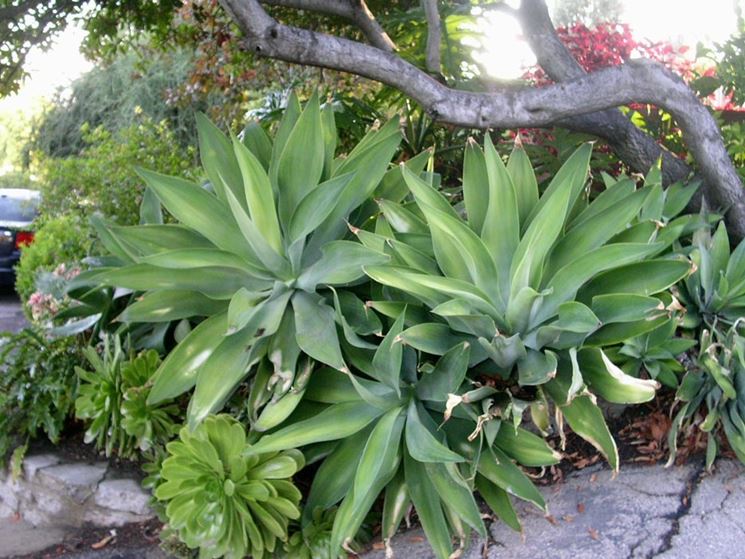 Agave pianta