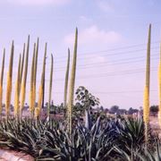 agave pianta