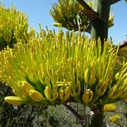 Agave fiorita