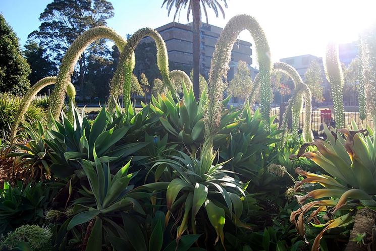 Agave attenuata in vaso