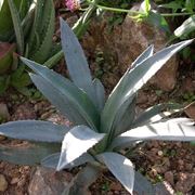 Agave sisalana