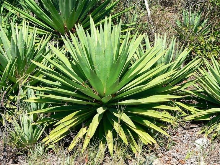 Agave sisalana