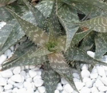 Aloe