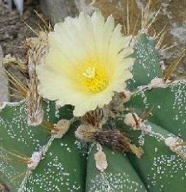 Astrophytum ornatum