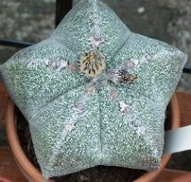 Astrophytum