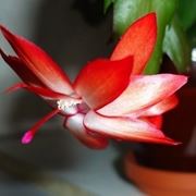 Schlumbergera