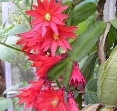 Schlumbergera Buckley