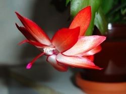 Schlumbergera