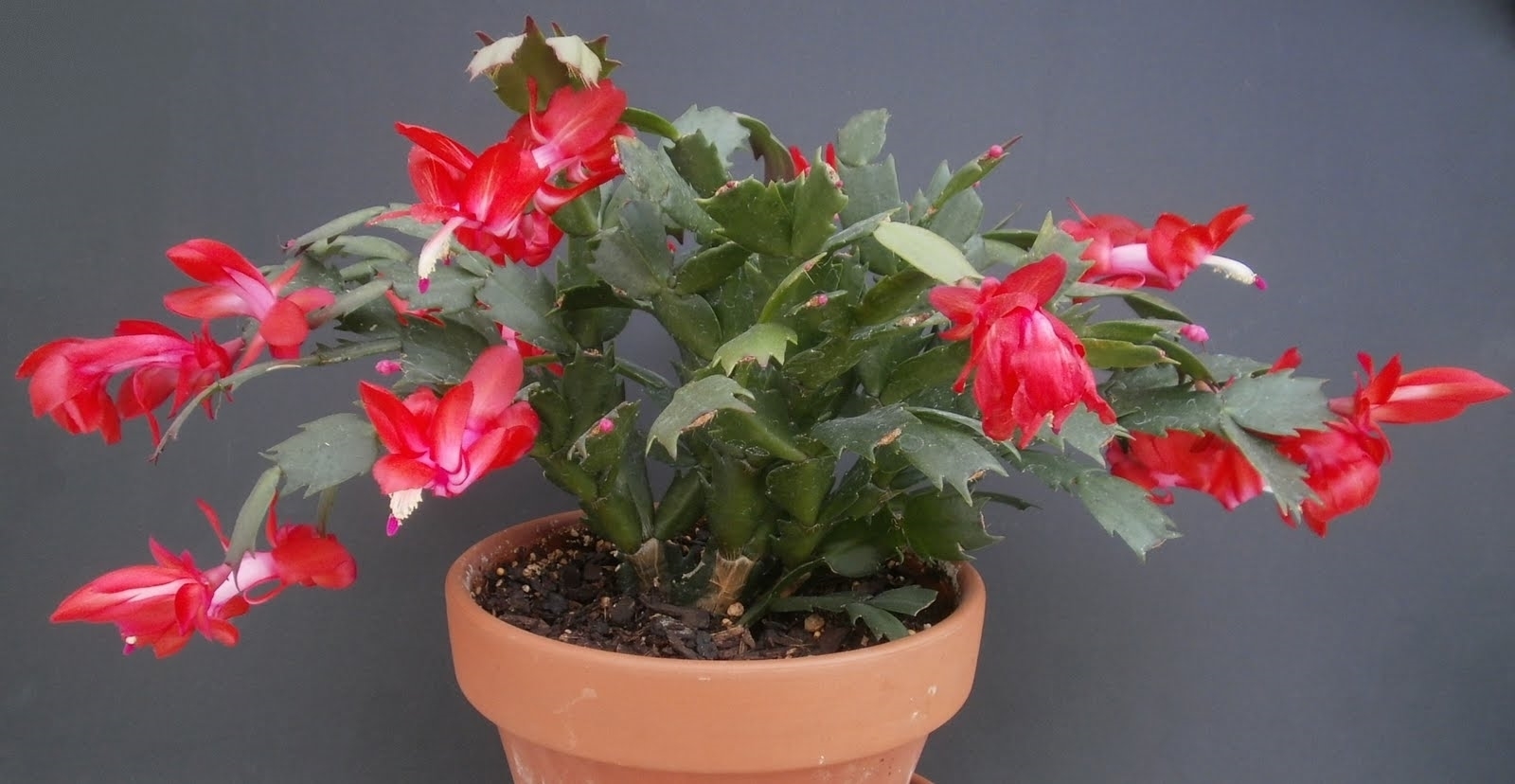 Schlumbergera cactus de noël