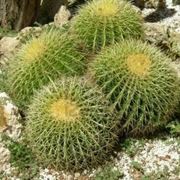 piante grasse cactus
