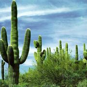 piante grasse cactus