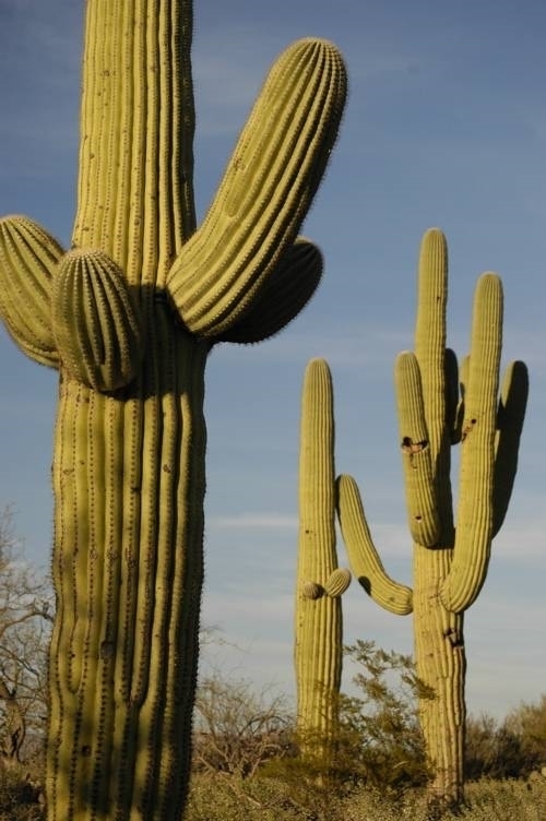 Cactus - Piante Grasse
