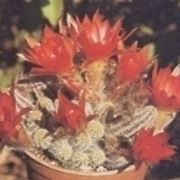 chaemecereus